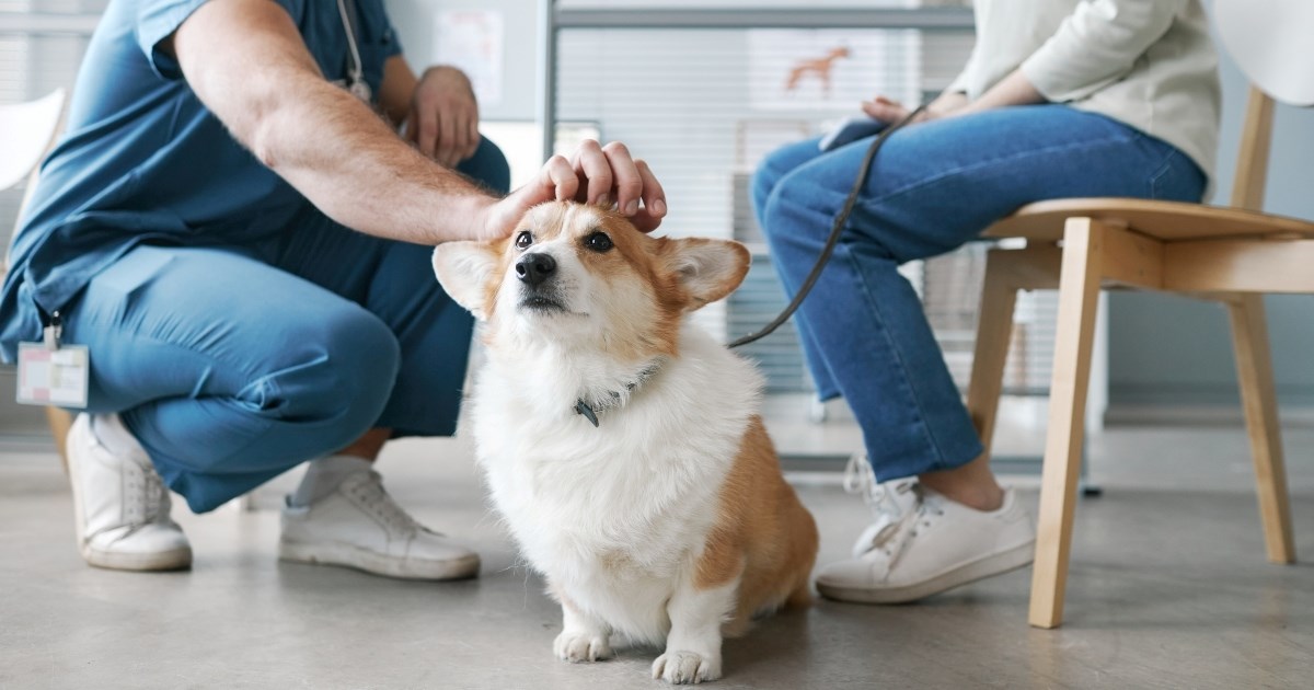 Najčešće greške vlasnika kod posjeta veterinaru