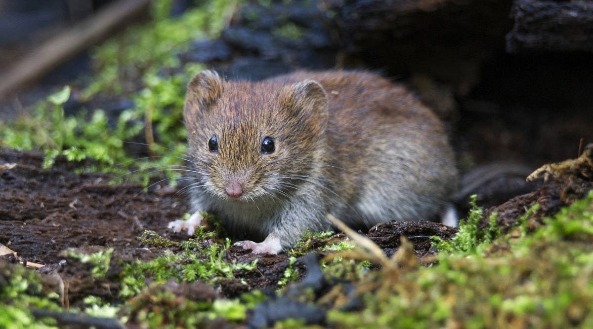 Novi koronavirus otkriven među glodavcima u Švedskoj