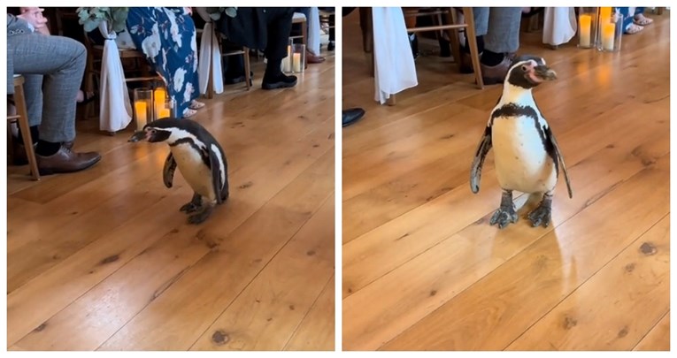 Pingvin ukrao svu pažnju na vjenčanju, snimka je oduševila korisnike TikToka