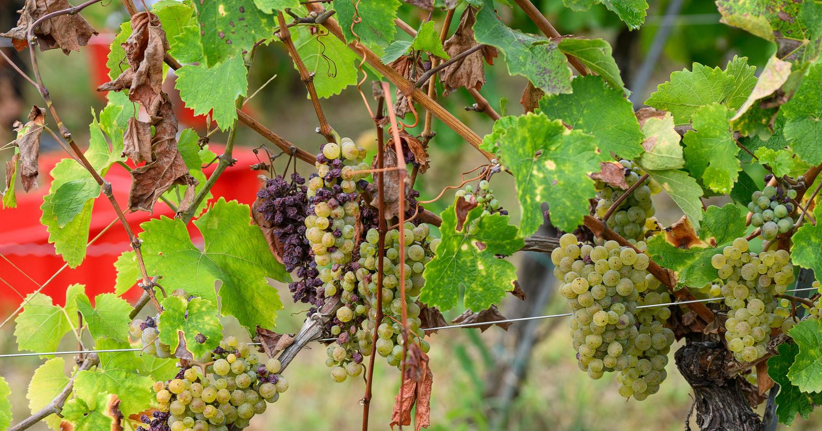 Zlatna žutica poharala 127 vinograda u Hrvatskoj. Moraju se iskrčiti