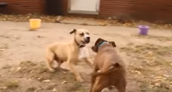 Dva psa korištena za borbe srela se nakon što su ih spasili, evo što se dogodilo