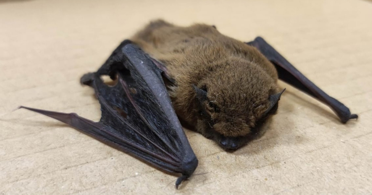 Rekordna godina: U Zagrebu prošle godine zbrinute 1743 divlje životinje