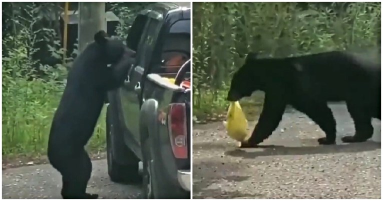 VIDEO Medvjed kroz prozor uskočio u auto, ukrao vrećicu i otišao