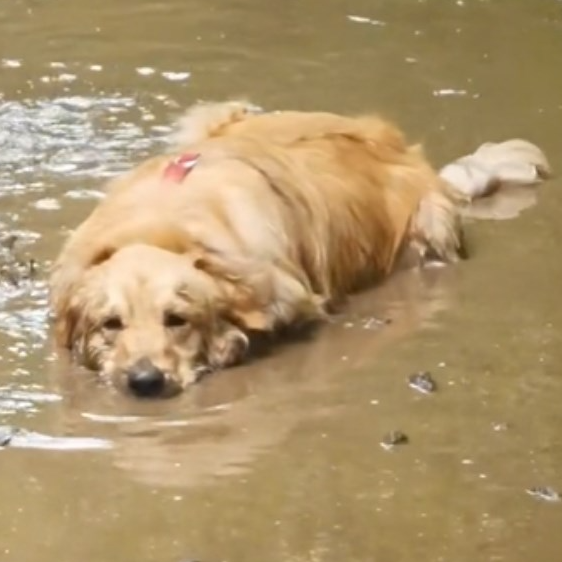 6 milijuna pregleda: Preslatki retriever zaronio u blatnu vodu poput aligatora