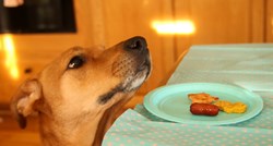 Ako imate psa, ovakvo urnebesno žicanje hrane sigurno vam je poznato