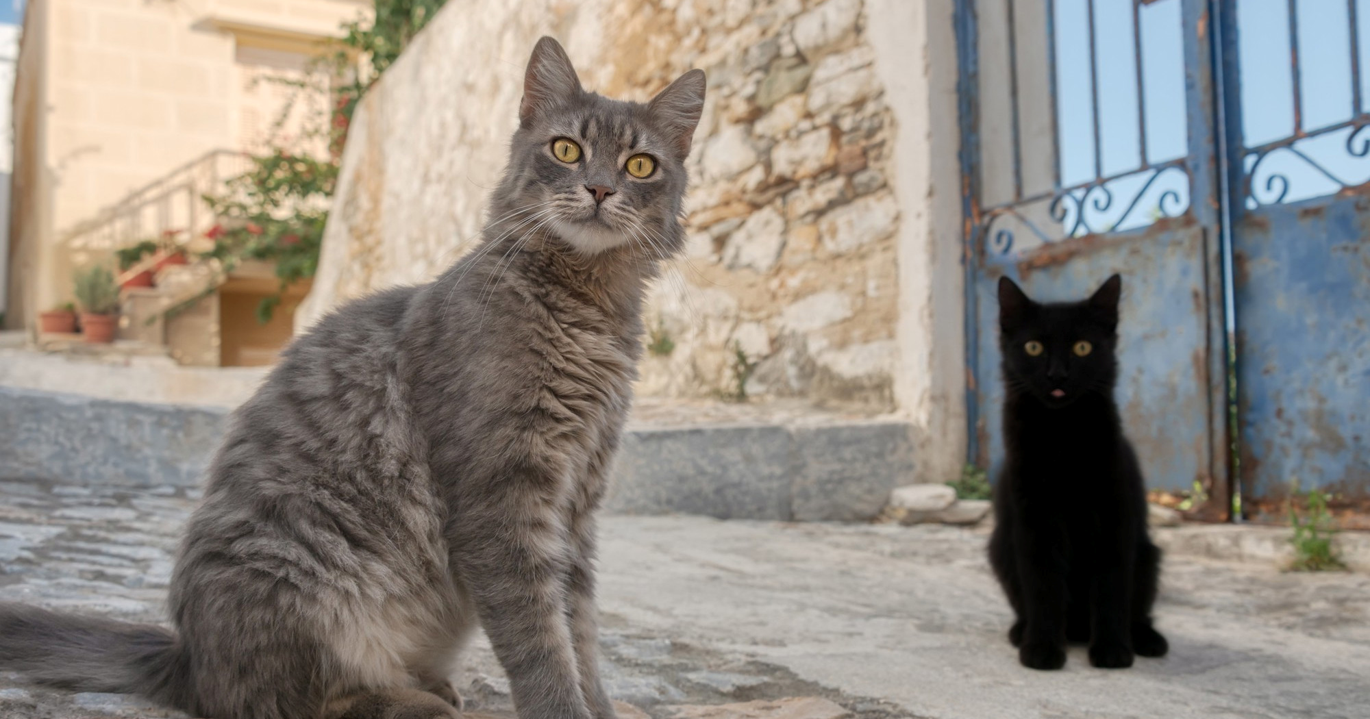 Grčki otok nudi besplatan smještaj za volontere koji brinu o mačkama