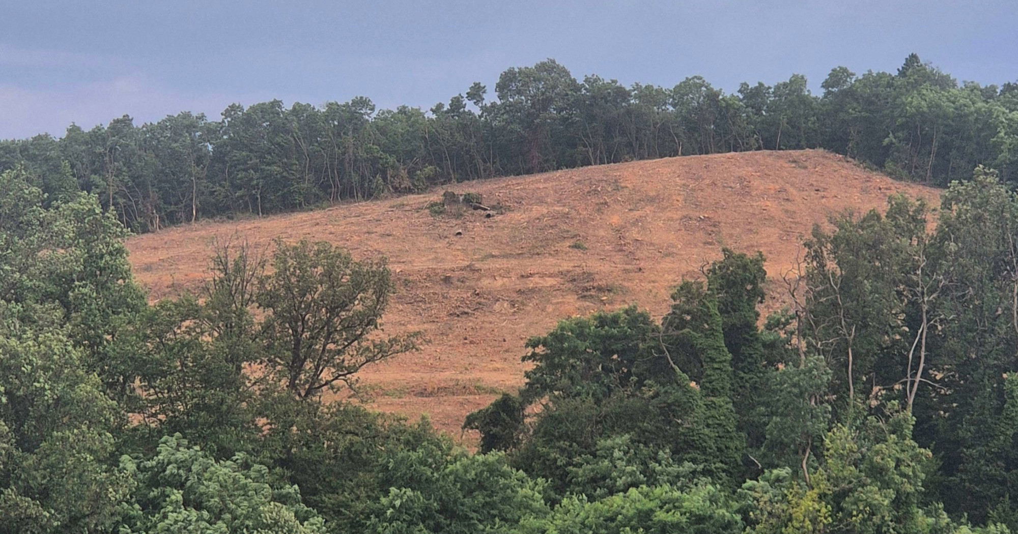 FOTO Na Mullerovu brijegu posječena stabla. Grad: Nismo izdali dozvolu za krčenje