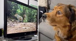 Pas se zagledao u dokumentarac o vjevericama, njegov izraz lica je sve