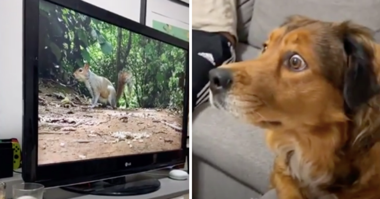 Pas se zagledao u dokumentarac o vjevericama, njegov izraz lica je sve