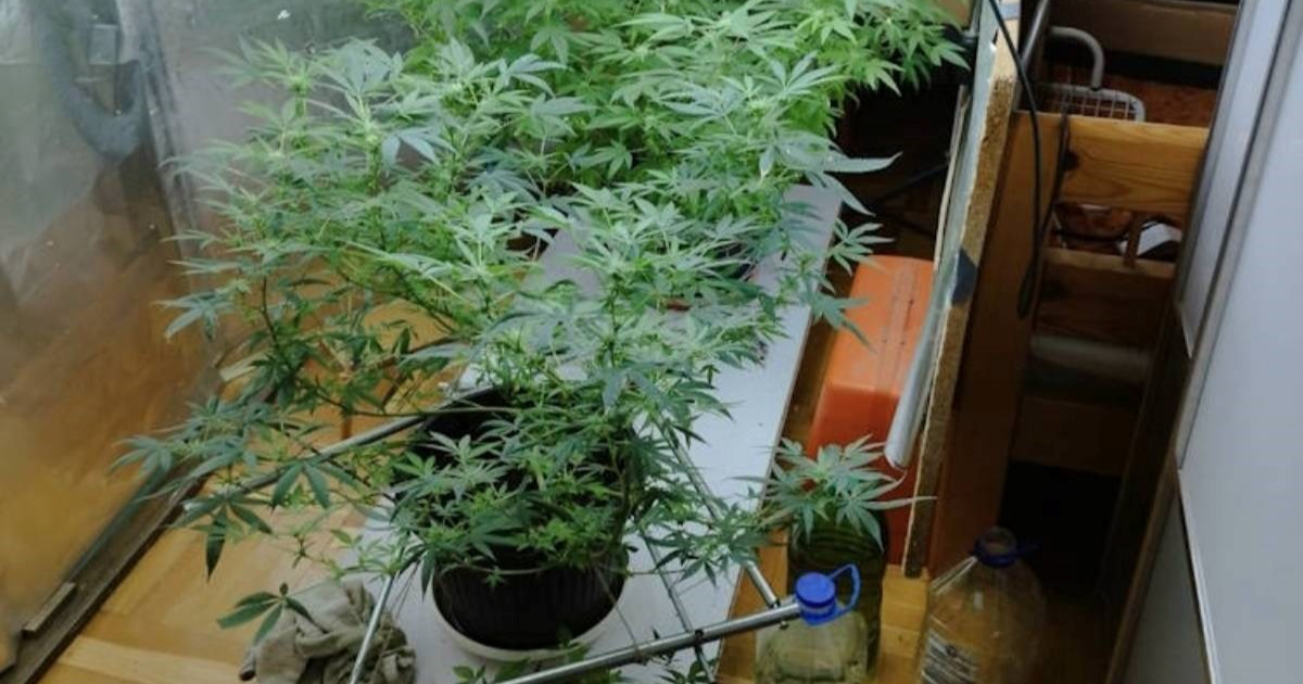 U laboratoriju u Zagrebu uzgajao travu, policija objavila fotografije