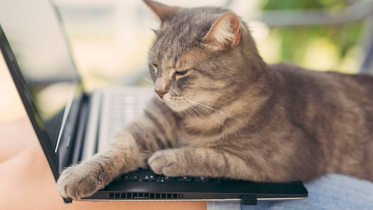 Mačke su neodoljivo slatke, ali ponekad nas svojim ponašanjem potpuno iritiraju