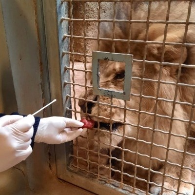 Ravnatelj zagrebačkog zoološkog vrta objasnio kako su testirali lavove na koronu