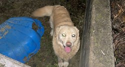 Pas ostao zatočen između betonskih zidova u Gajnicama, zaposlenici Dumovca ga spasili