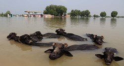 Pakistanom nakon katastrofalnih poplava haraju malarija, kožne bolesti, groznica...
