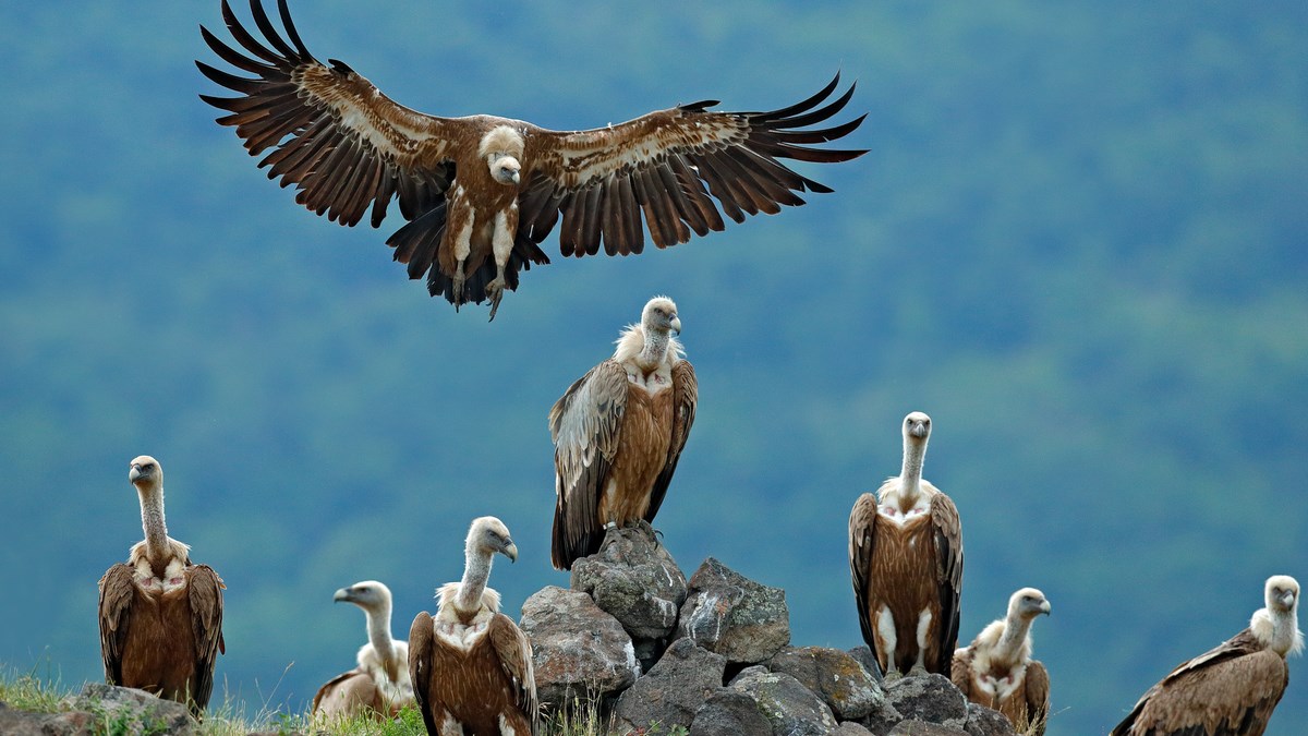 Međunarodni dan strvinara idućeg vikenda u Belom na Cresu