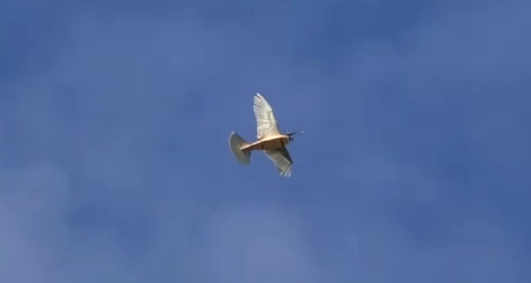 VIDEO Amerikanci osmislili dron koji izgleda poput prave ptice