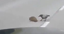 VIDEO Vrana pomogla ježu da pređe cestu i spasila mu život