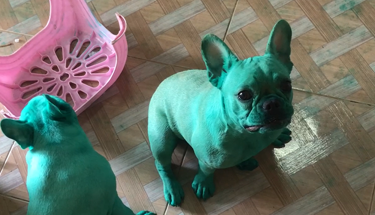 Psi se obojili jestivom bojom i nasmijali cijeli internet svojim Hulk izgledom