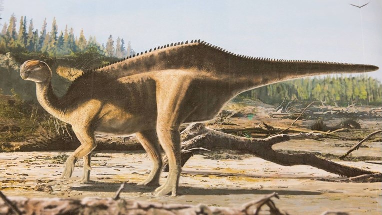 Otkrivena nova vrsta dinosaura