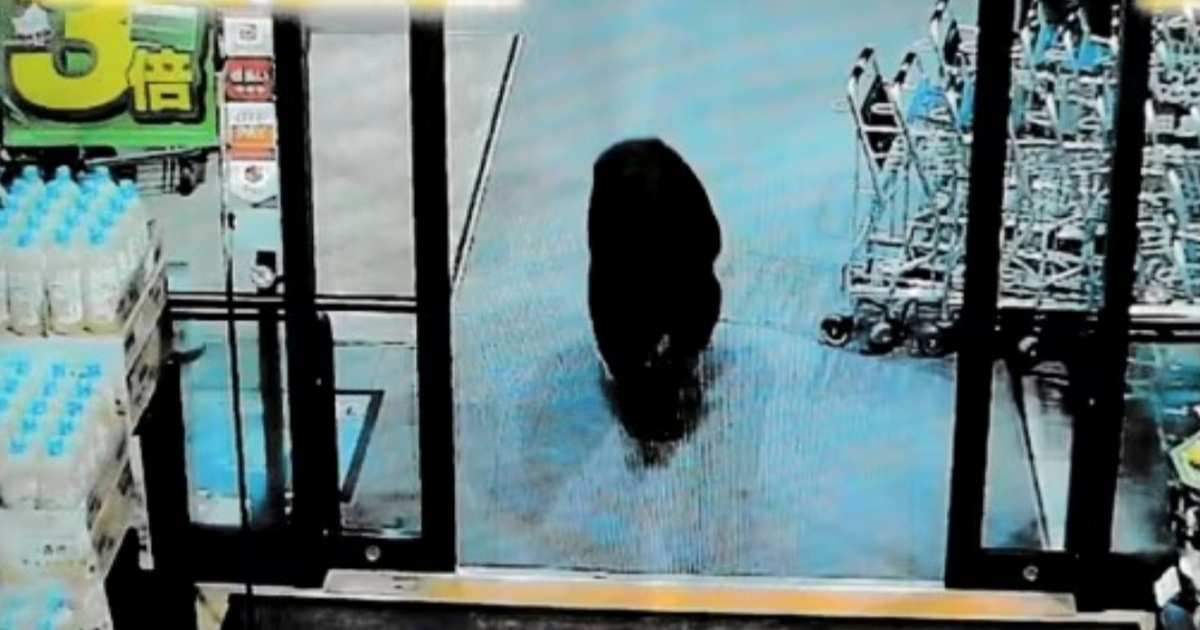 FOTO Medvjed ušao u dućan u Japanu i napao kupce