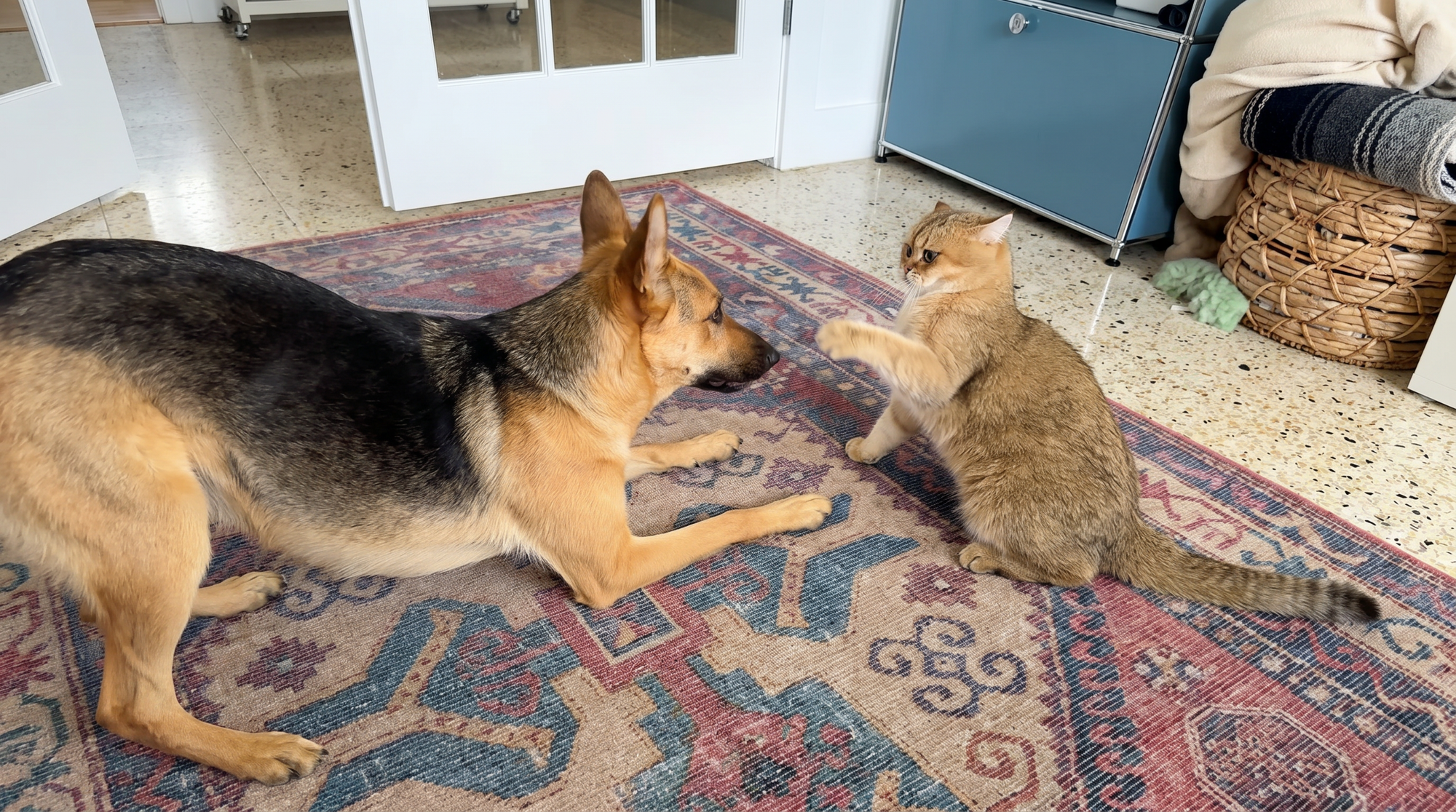 VIDEO Pas misli da je mačka samo "neobični mali pas"