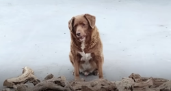 VIDEO Upoznajte Bobija, najstarijeg psa ikada. Ima 30 godina