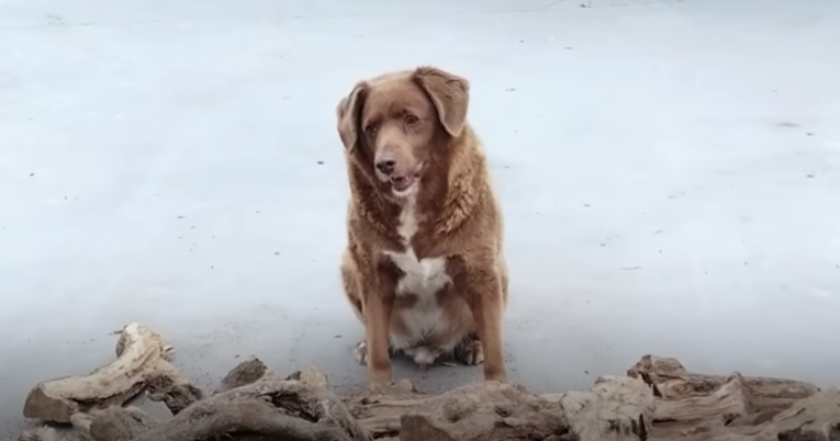 VIDEO Upoznajte Bobija, najstarijeg psa ikada. Ima 30 godina