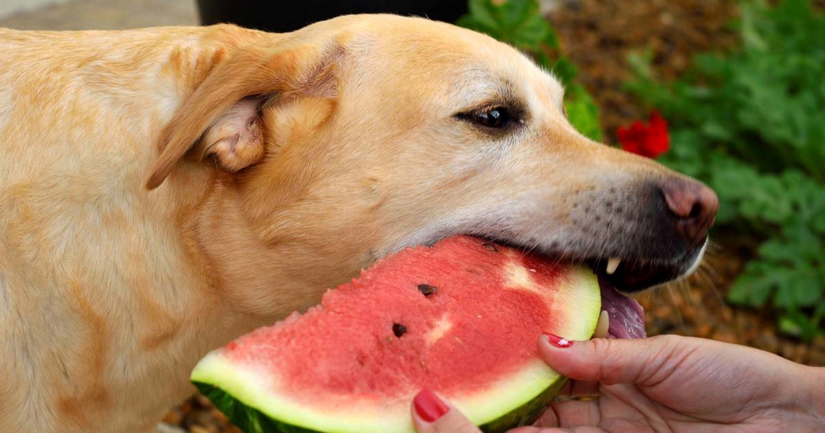 11 namirnica koje jedu ljudi, a sigurne su i za pse