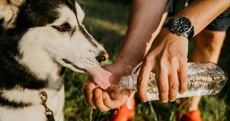 Što ljubimci ne podnose za vrijeme vrućina i kako im pomoći da se lakše rashlade