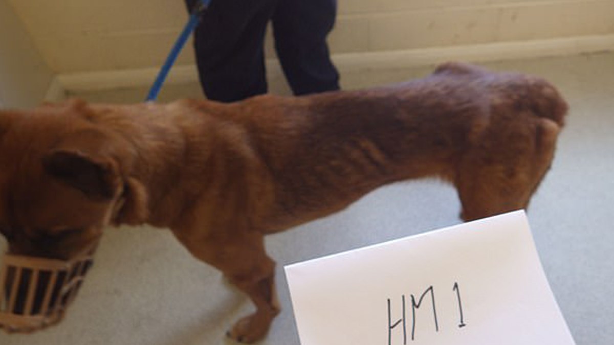 Bra&#x10D;ni par je dobio zabranu dr&#x17E;anja pasa nakon &#x161;to su izgladnjivali svoje pse