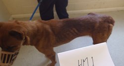 Bračni par je dobio zabranu držanja pasa nakon što su izgladnjivali svoje pse