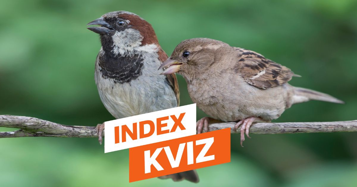 INDEX KVIZ Ako niste otišli na odmor, opustite se uz ovih 15 pitanja