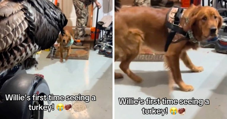 Pas ugledao purana prvi put u životu, njegova prestravljena reakcija je hit