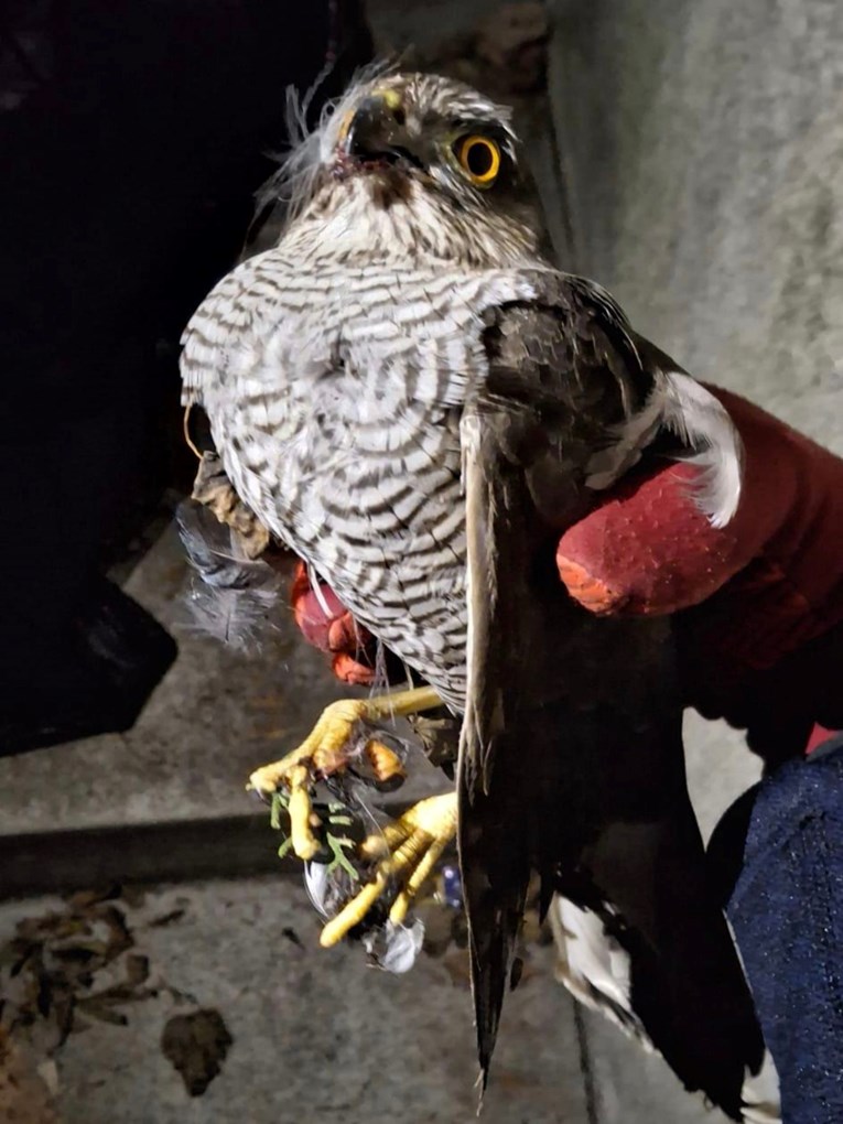 Na zagrebačkom trgu pronađena ozlijeđena ptica grabljivica, pružena joj je pomoć