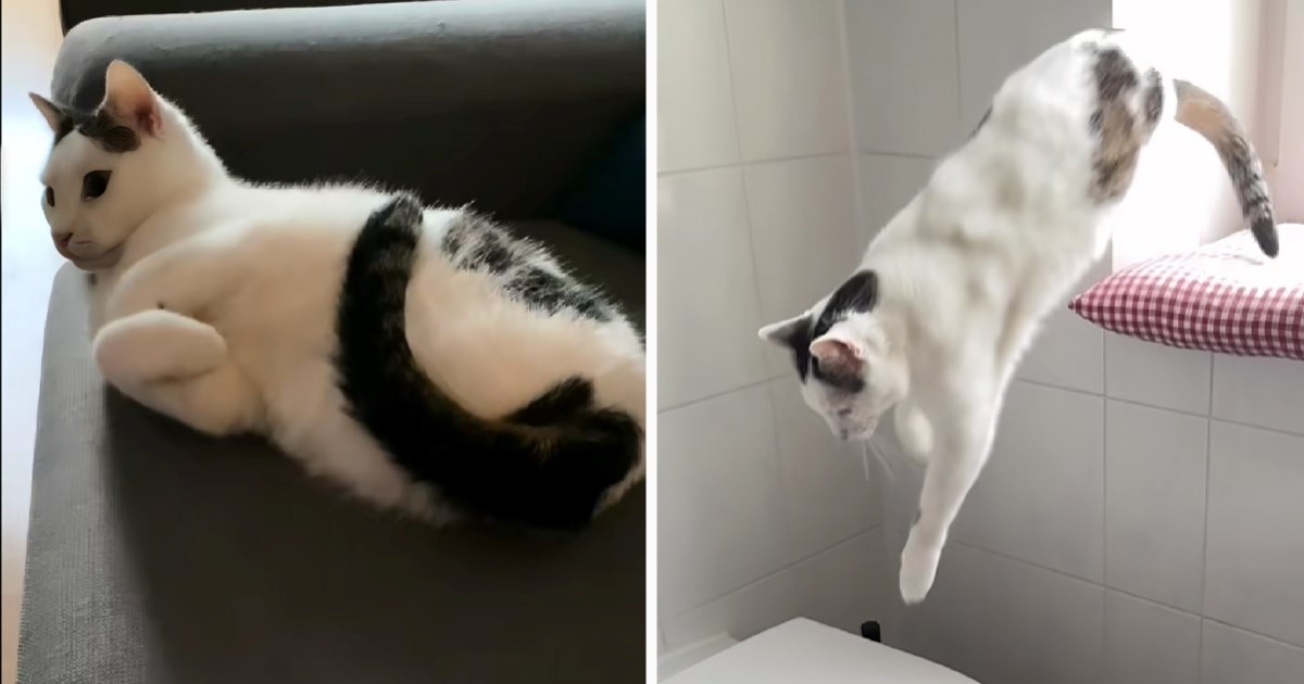 Vlasnik kaže da mu kolica ne trebaju, a video pokazuje zašto