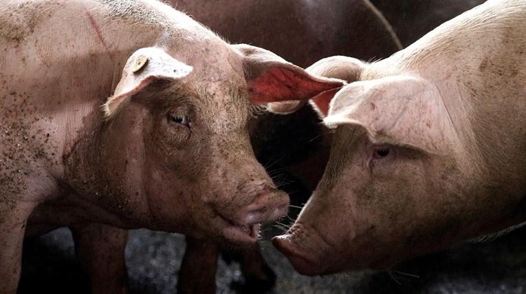 Znanstvenici oživjeli stanice mrtvih svinja, predvodio ih hrvatski stručnjak