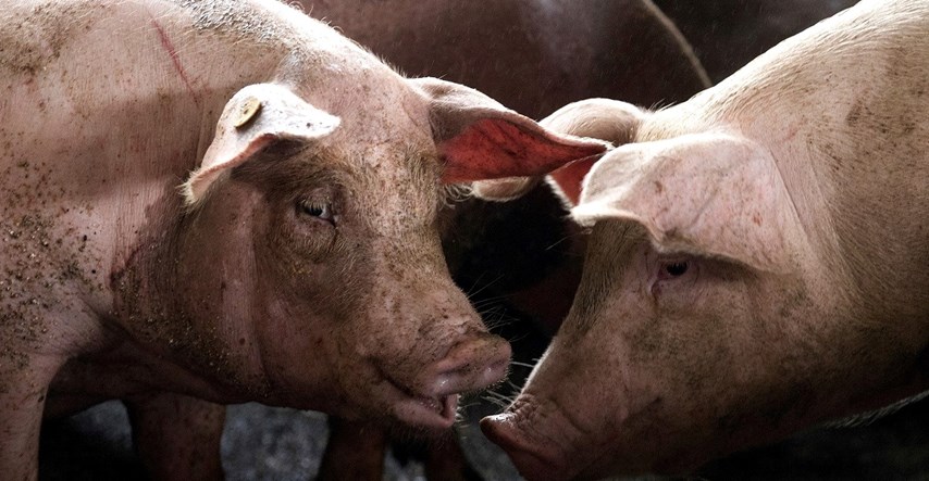 Znanstvenici oživjeli stanice mrtvih svinja, predvodio ih hrvatski stručnjak