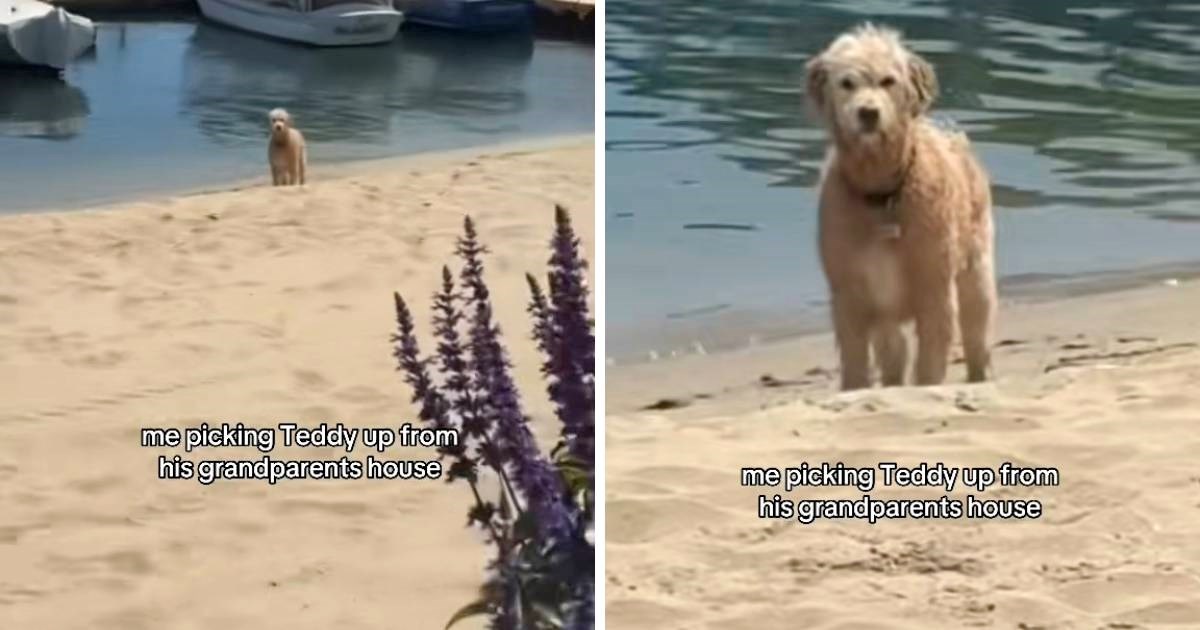 Vlasnica je rekla psu da se mora vratiti s plaže, njegova reakcija je urnebesna