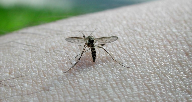 Grad Zagreb će u prirodu ispustiti 100.000 muških komaraca uvezenih iz Italije