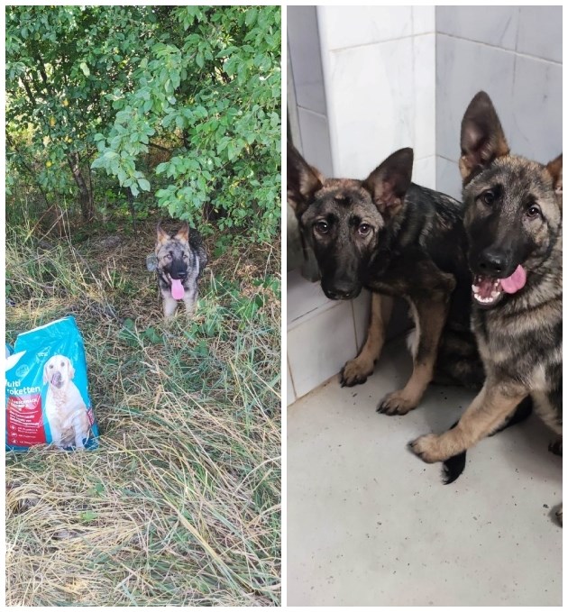 Netko je u grmlju kod naselja Čehi ostavio tri štenca. Pronašao ih prolaznik