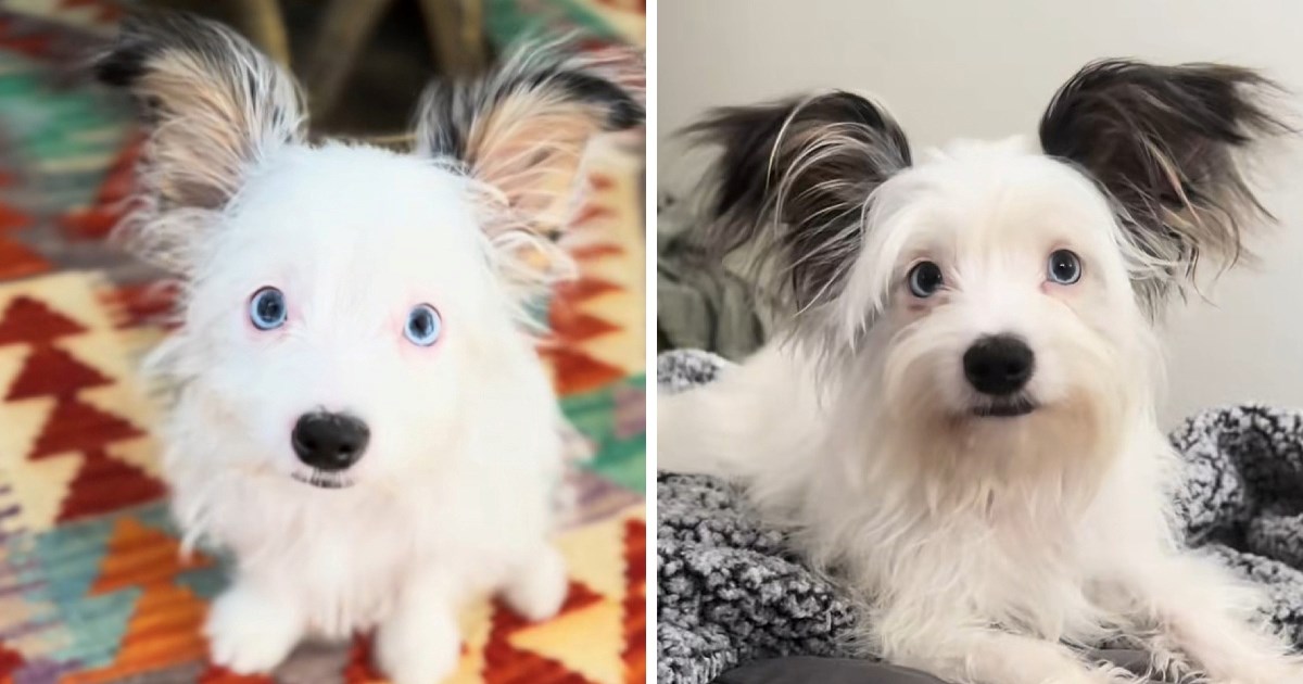 Kao štene imala je ogromne uši, dvije godine kasnije i dalje su glavna zvijezda