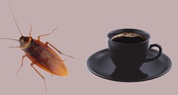 Ako pijete kavu, velika je vjerojatnost da s njom pijete i samljevene kukce