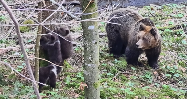 VIDEO Rijedak prizor: Na Risnjaku snimljena medvjedica s troje preslatkih mladunaca