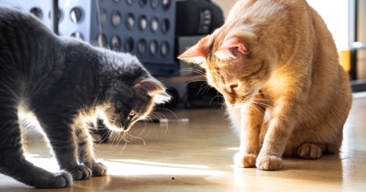 Zašto mačke ne mogu odoljeti lovu na kukce?