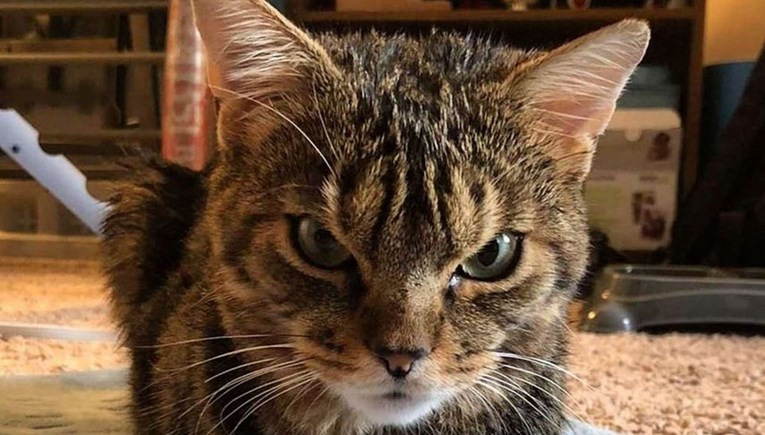 Fotografija ovog mačka postala je hit na internetu, nije teško vidjeti zašto