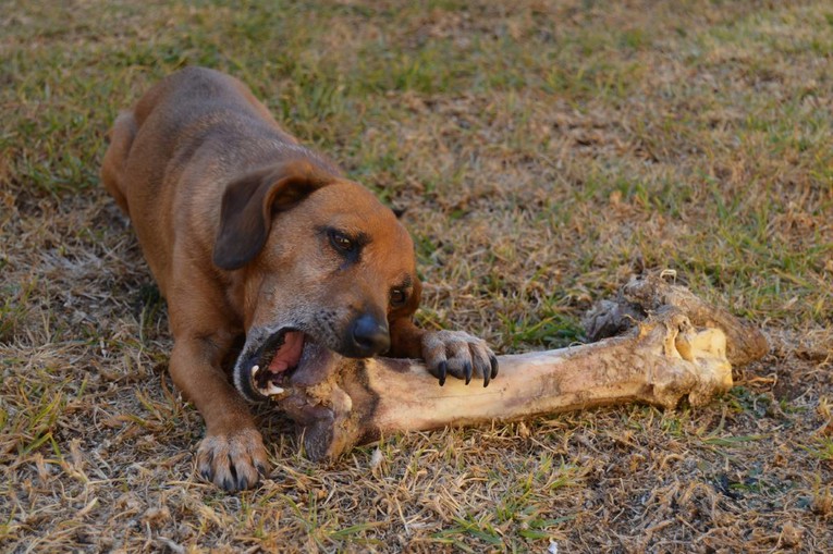 Kuhane kosti mogu biti kobne za pse, upozoravaju veterinari