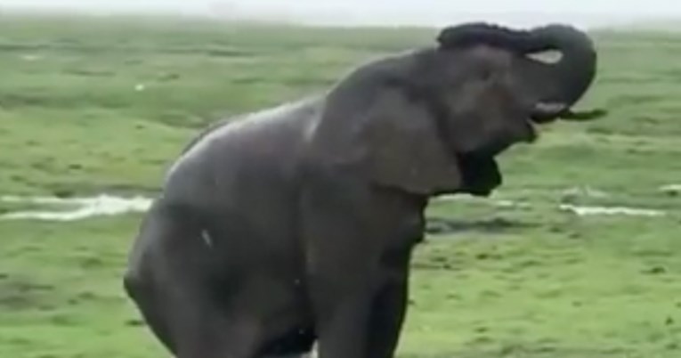 Slonica u kenijskom rezervatu okotila mladunče, video je postao viralan