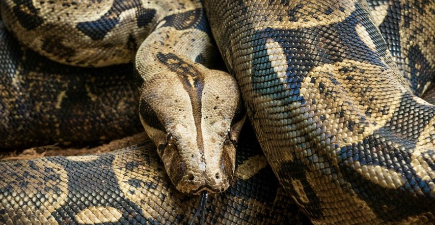 Muškarac u SAD-u umro nakon što mu se njegova zmija od 5 metara omotala oko vrata