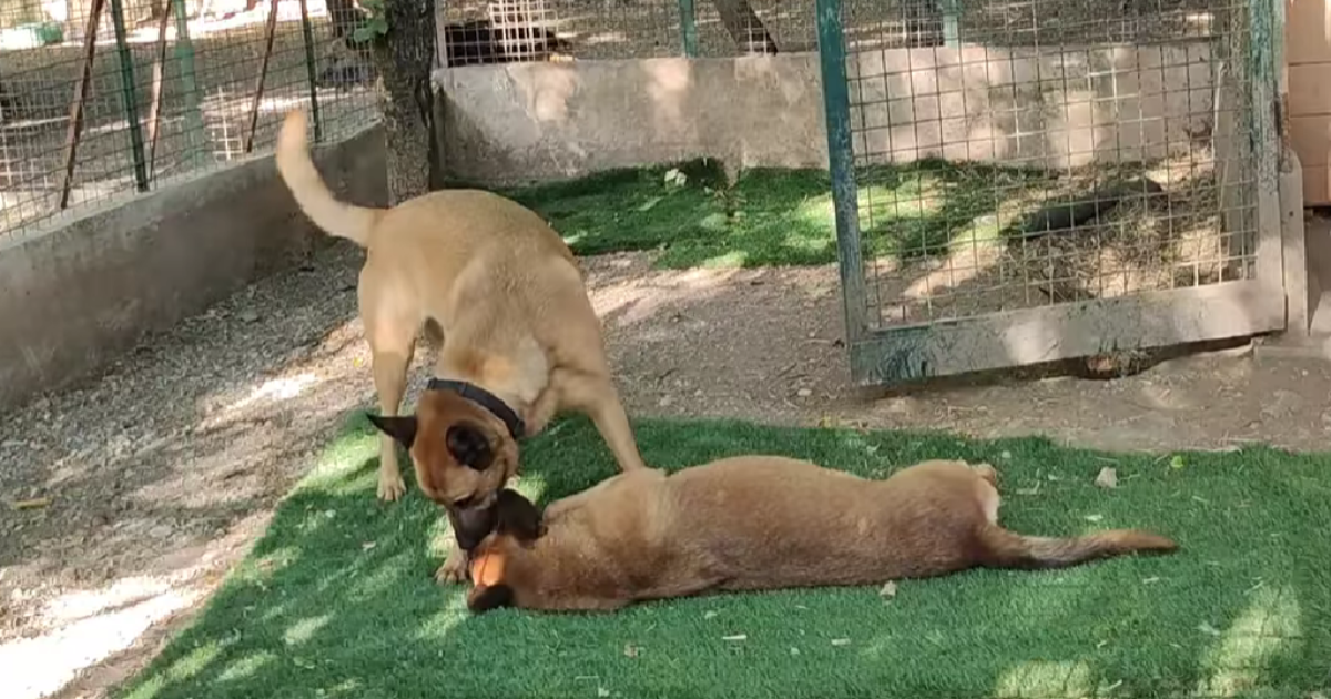 Asi i Koli su već četiri godine u azilu. Jedno drugome su oslonac dok ne nađu dom