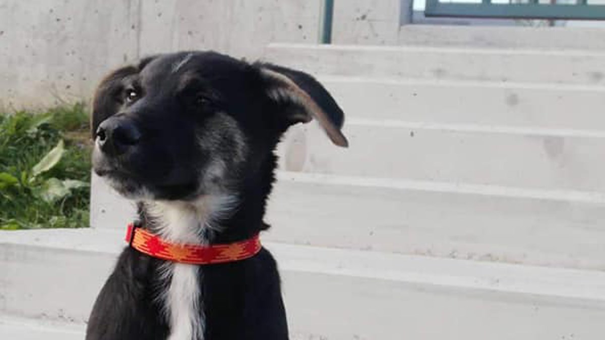 Twix je preslatko štene koje brzo uči i voli sve, ali nema dom! Pomozimo mu